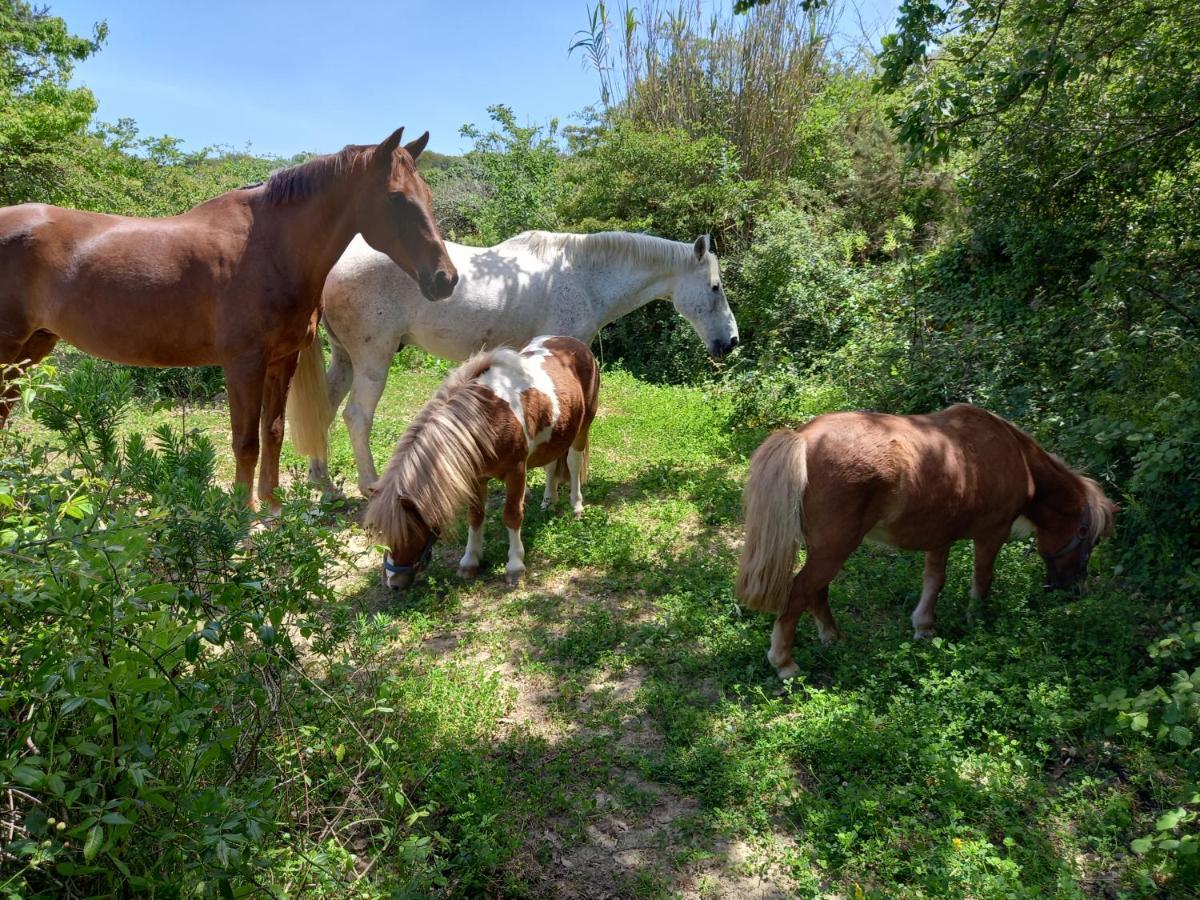 Casinha De Campo- Quintinha Dos Cavalos- Арру́да-душ-Ві́нюш Екстер'єр фото