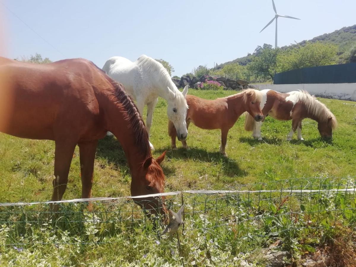 Casinha De Campo- Quintinha Dos Cavalos- Арру́да-душ-Ві́нюш Екстер'єр фото